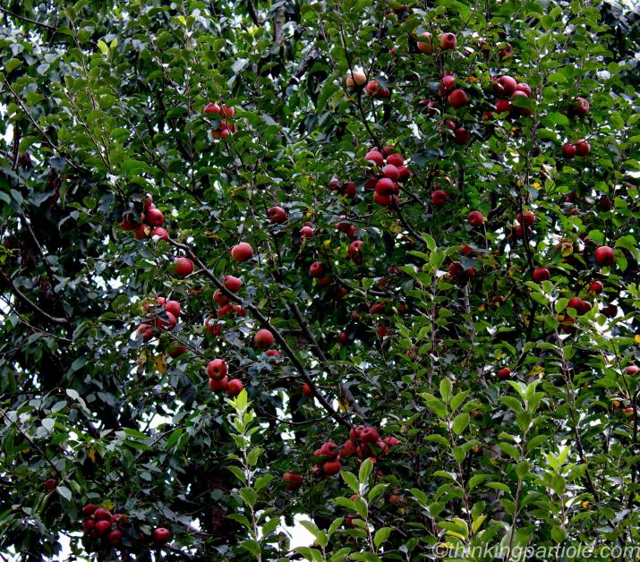 apple orchard in shimla
