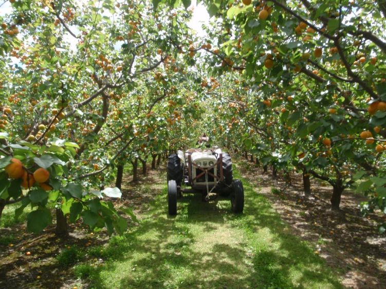 Apricot Orchard Kinnaur 